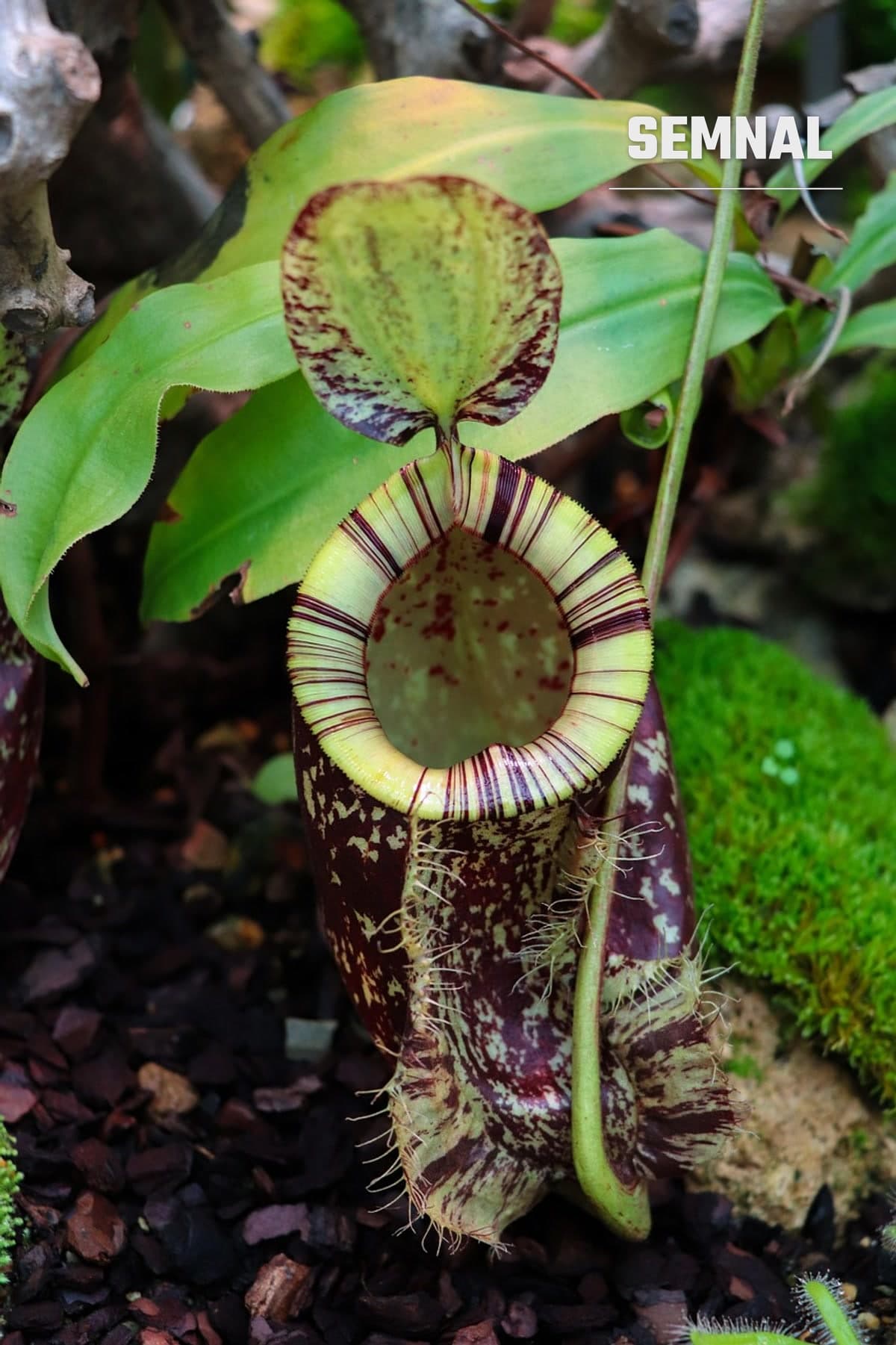 Nepenthes attenboroughii, planta carnivoră care poartă numele lui David Attenborough