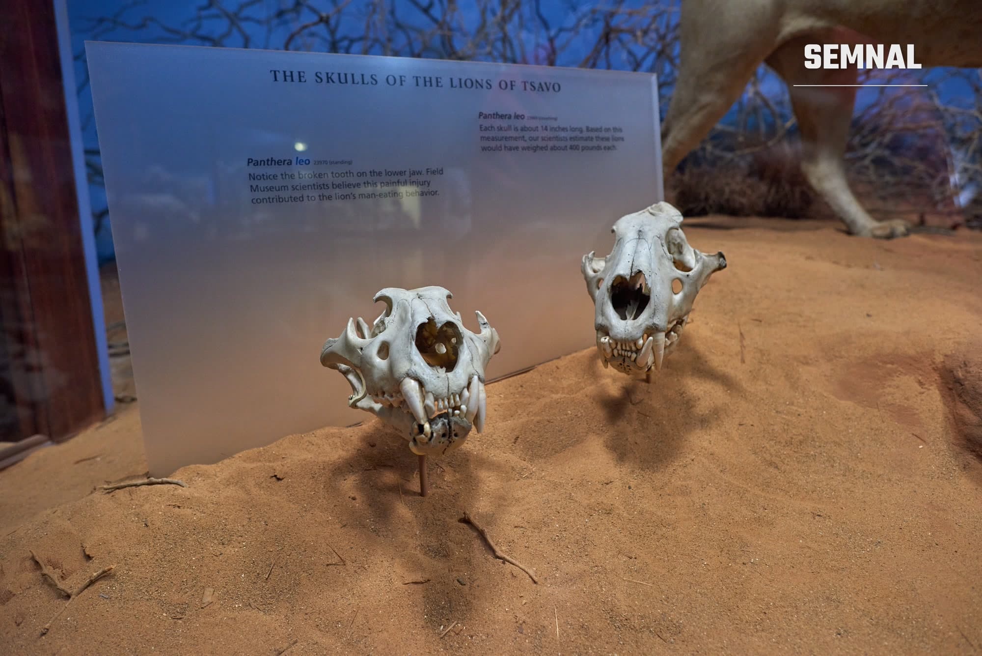 Craniile celor doi lei mâncători de oameni din Tsavo, expuse la Field Museum din Chicago, lângă un panou care explică rana dentară a unuia dintre lei