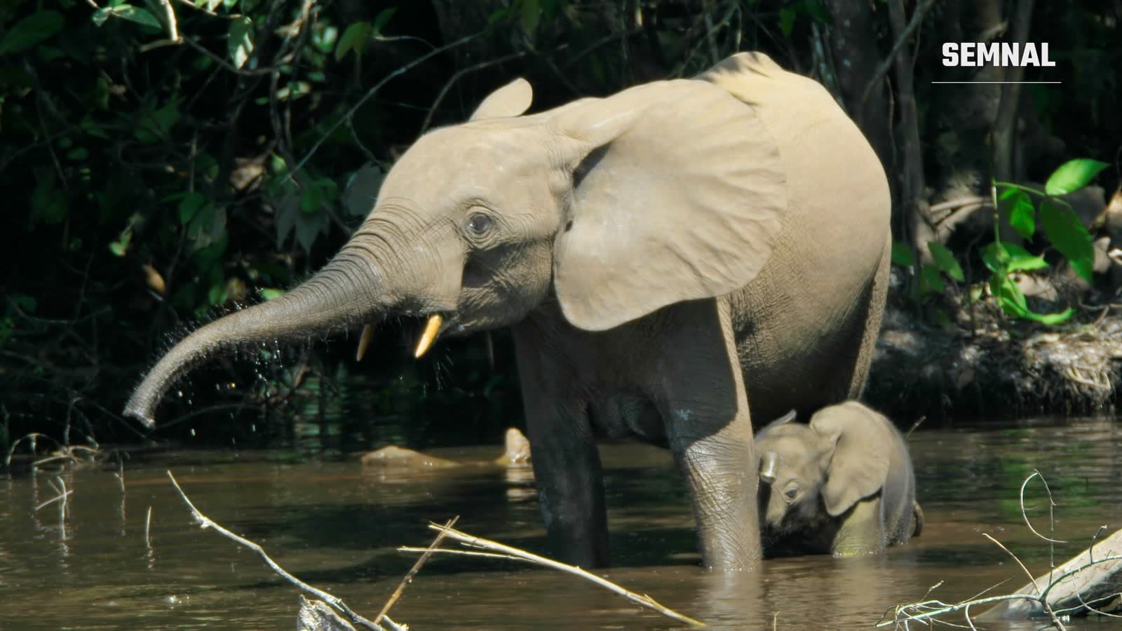 O femelă de elefant de pădure african și puiul ei stau într-un râu din bazinul Congo, înconjurați de vegetație tropicală densă