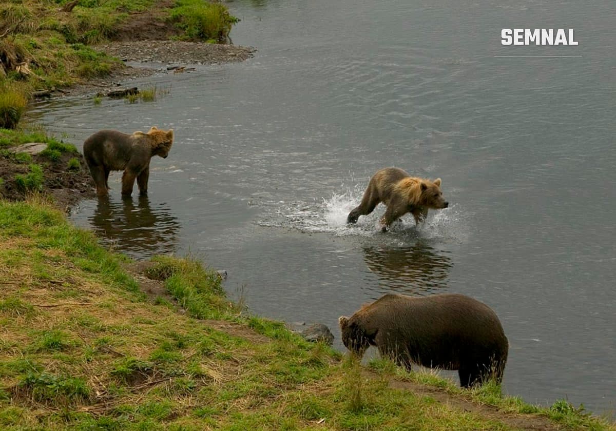 Urși bruni în râu, Kodiak National Wildlife Refuge, Alaska, imagine ilustrativă (Foto: Steve Hillebrand / USFWS)