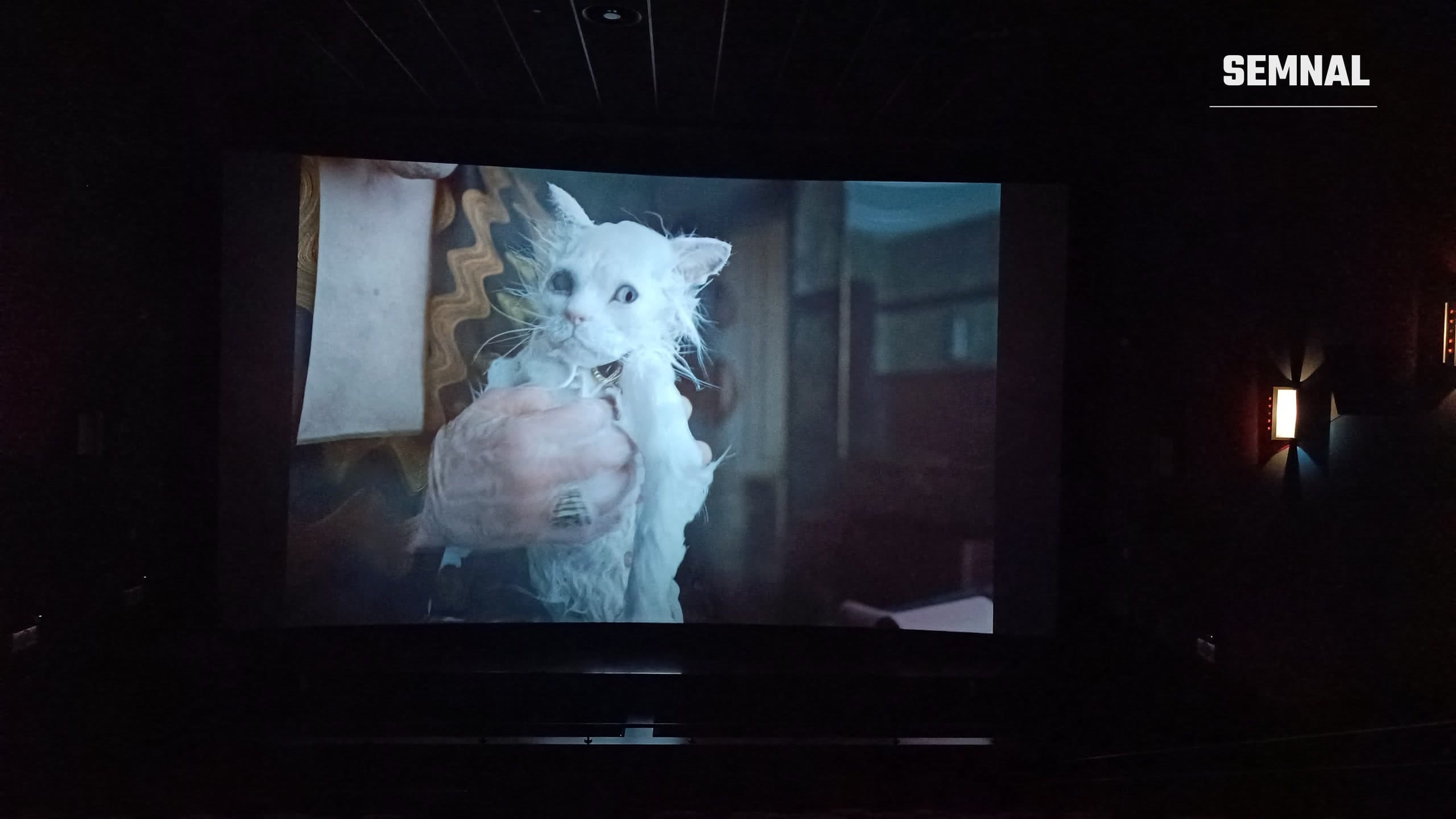 Pisică albă udă și speriată, ținută în mâini, proiectată pe ecranul unei săli de cinema întunecate