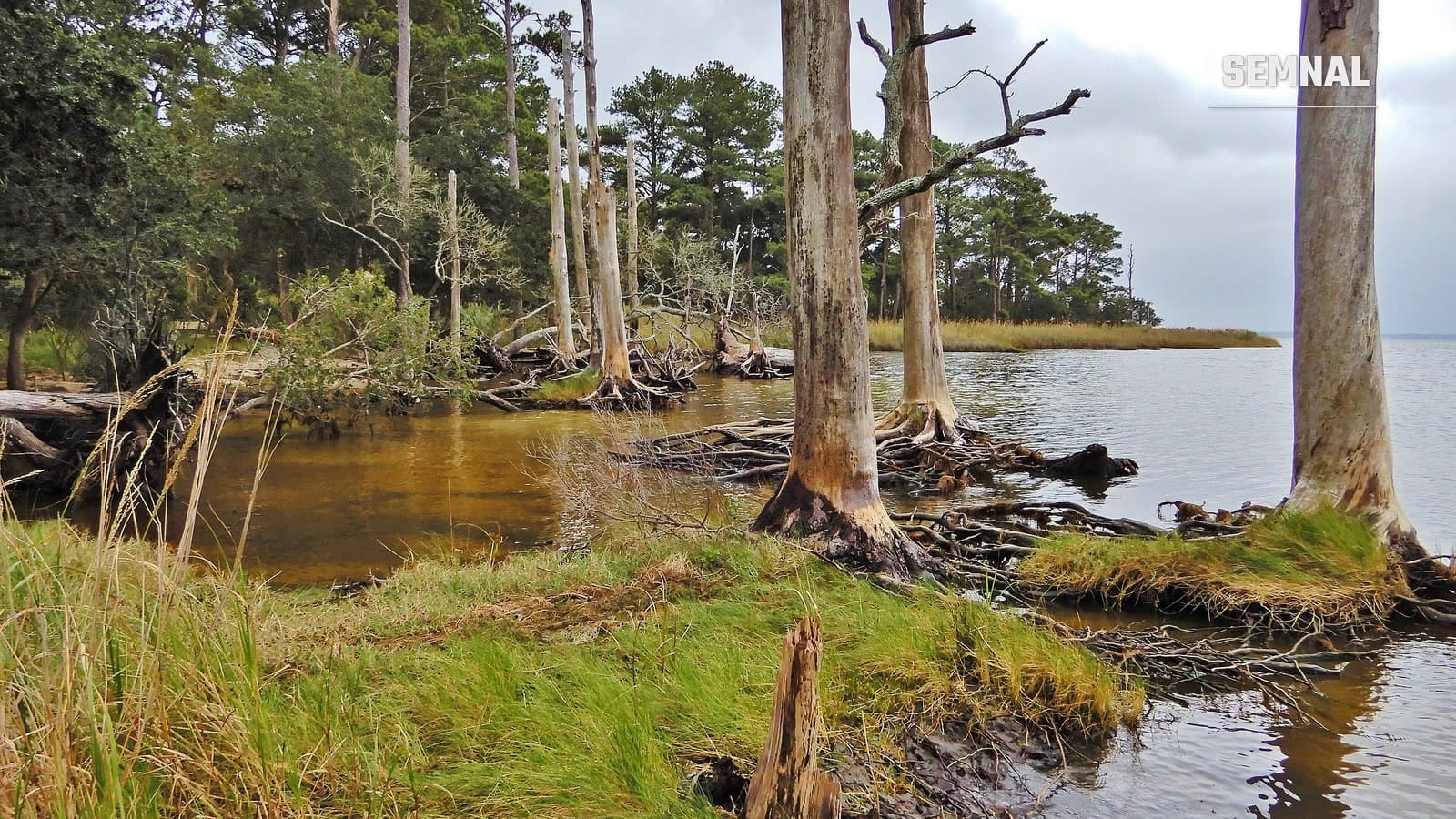 Copaci morți, cu trunchiuri albicioase și rădăcini expuse, pe malul unei ape de coastă, într-o pădure afectată de apa sărată din Nags Head Woods, Carolina de Nord