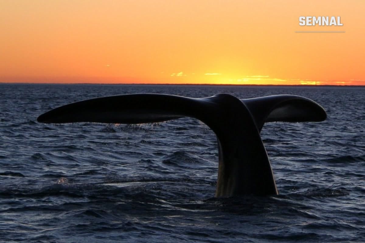 Coada unei balene australe ieșind din apa oceanului, în siluetă, pe fundalul unui apus portocaliu, la Peninsula Valdés, în Patagonia