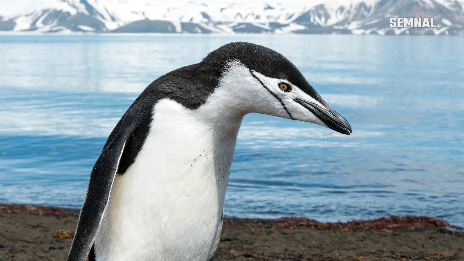 Pinguin cu bărbie în prim-plan pe o plajă vulcanică de pe Insula Deception, Antarctica, cu apa și munți acoperiți de zăpadă în fundal