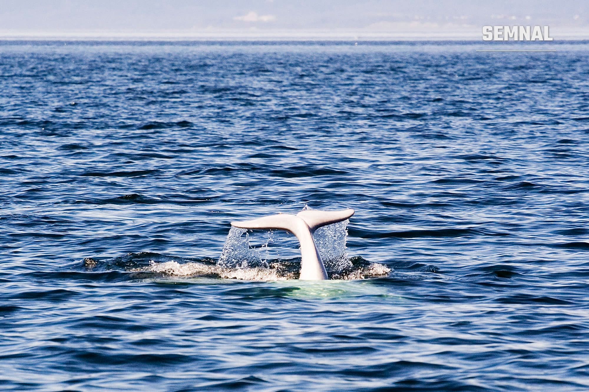 Balenă beluga la suprafața apei, lângă Tadoussac, în Quebec, imagine ilustrativă