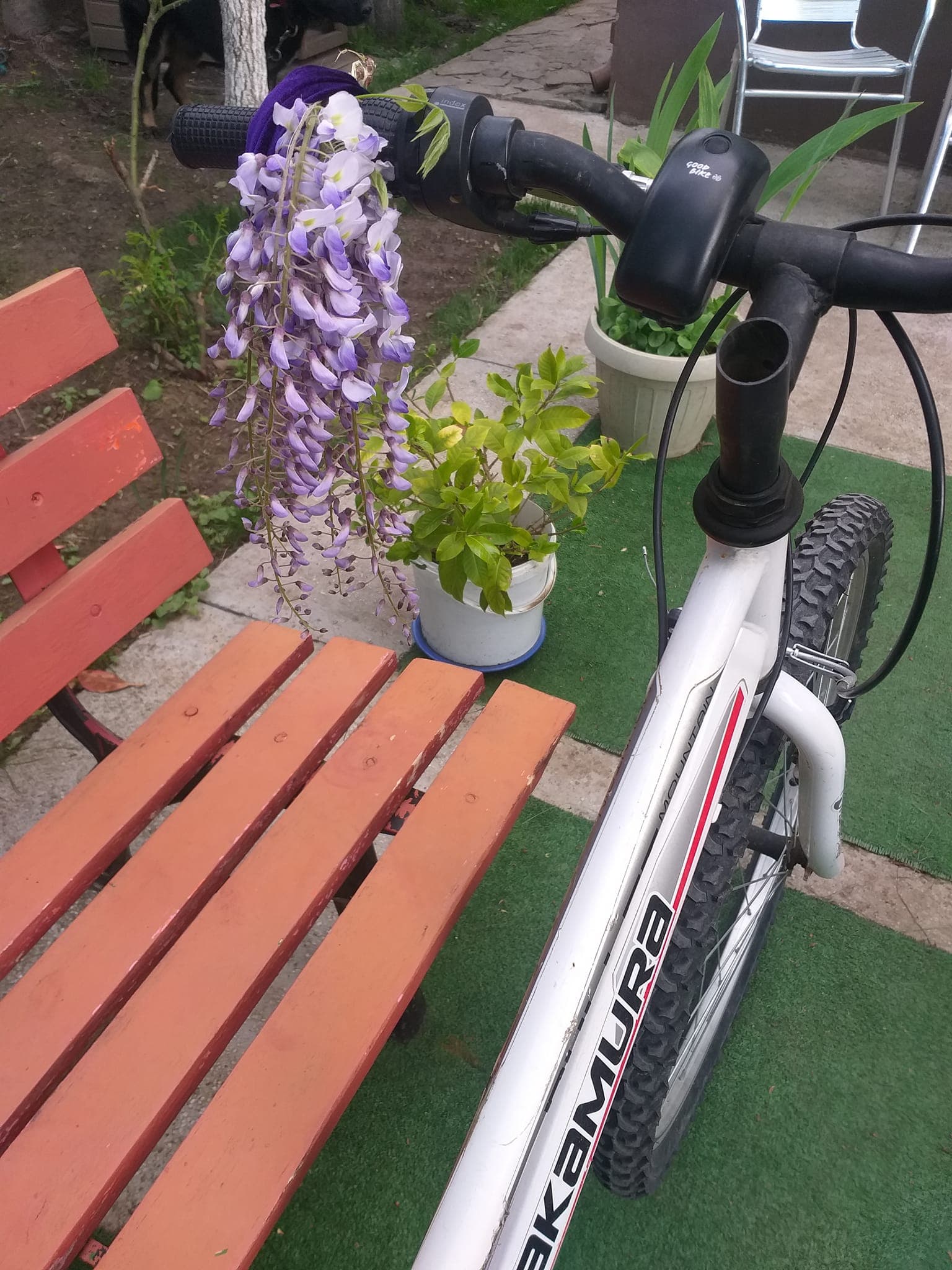 Bășina buclucașă