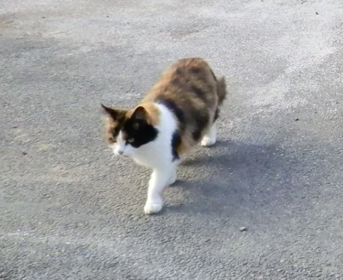 Mitică