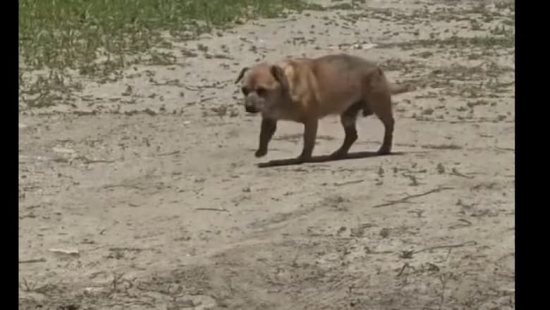 L-a scos dintr-un sac și l-a lăsat acolo. Singur, speriat, abandonat pe marginea drumului în Mamaia.