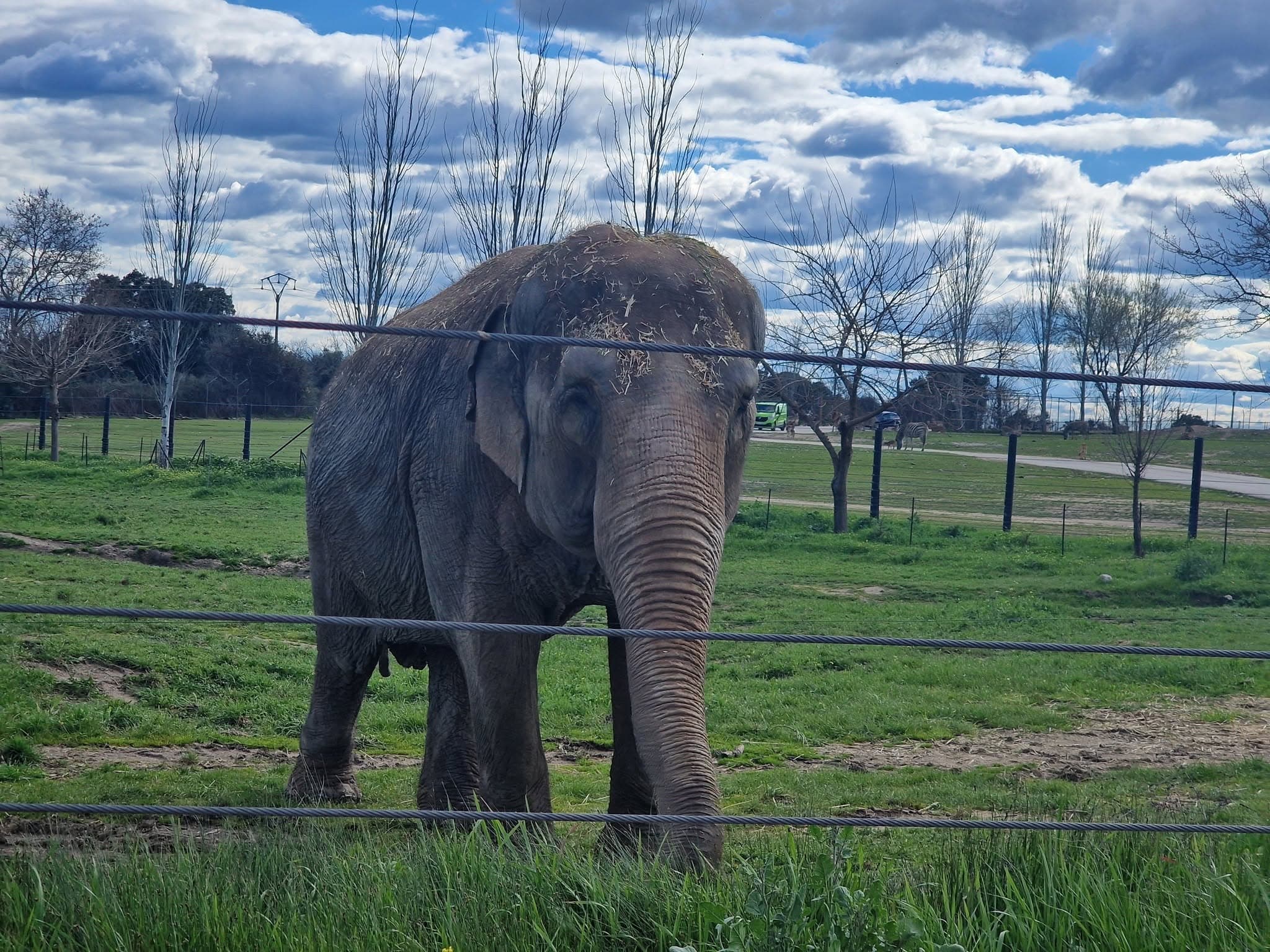 Safari Madrid, salvat din calea incendiului: peste 3.000 de animale, la doar 500 de metri de flăcări