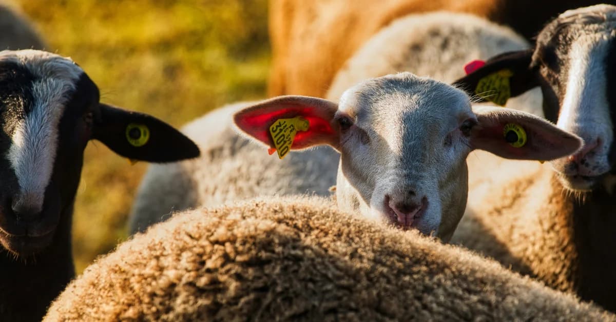 Oaia albă cu etichete galbene în urechi, înconjurată de alte oi, pe un fundal natural.