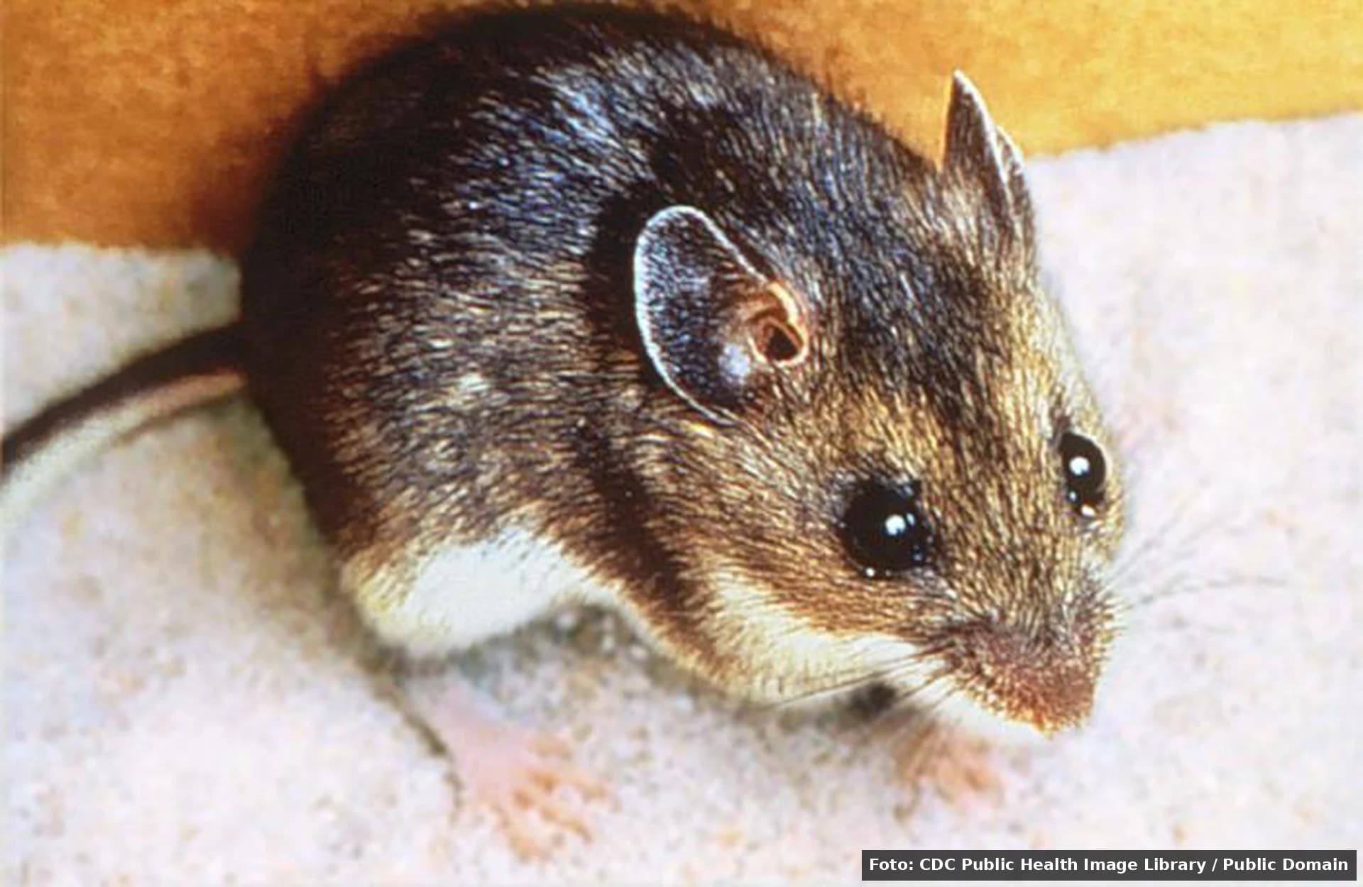 Andes vs Puumala vs Dobrava. Trei variante de hantavirus, în clar