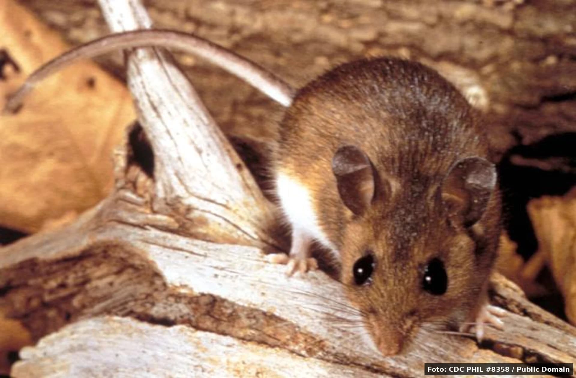 Hantavirus. Ghid practic de prevenție pentru cititorii din mediul rural și ocupațiile silvice