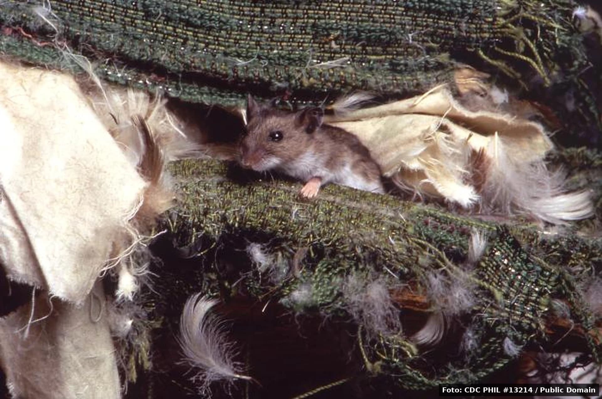 Hantavirus în România. Lacunele sistemului INSP, expuse de cazul Hondius
