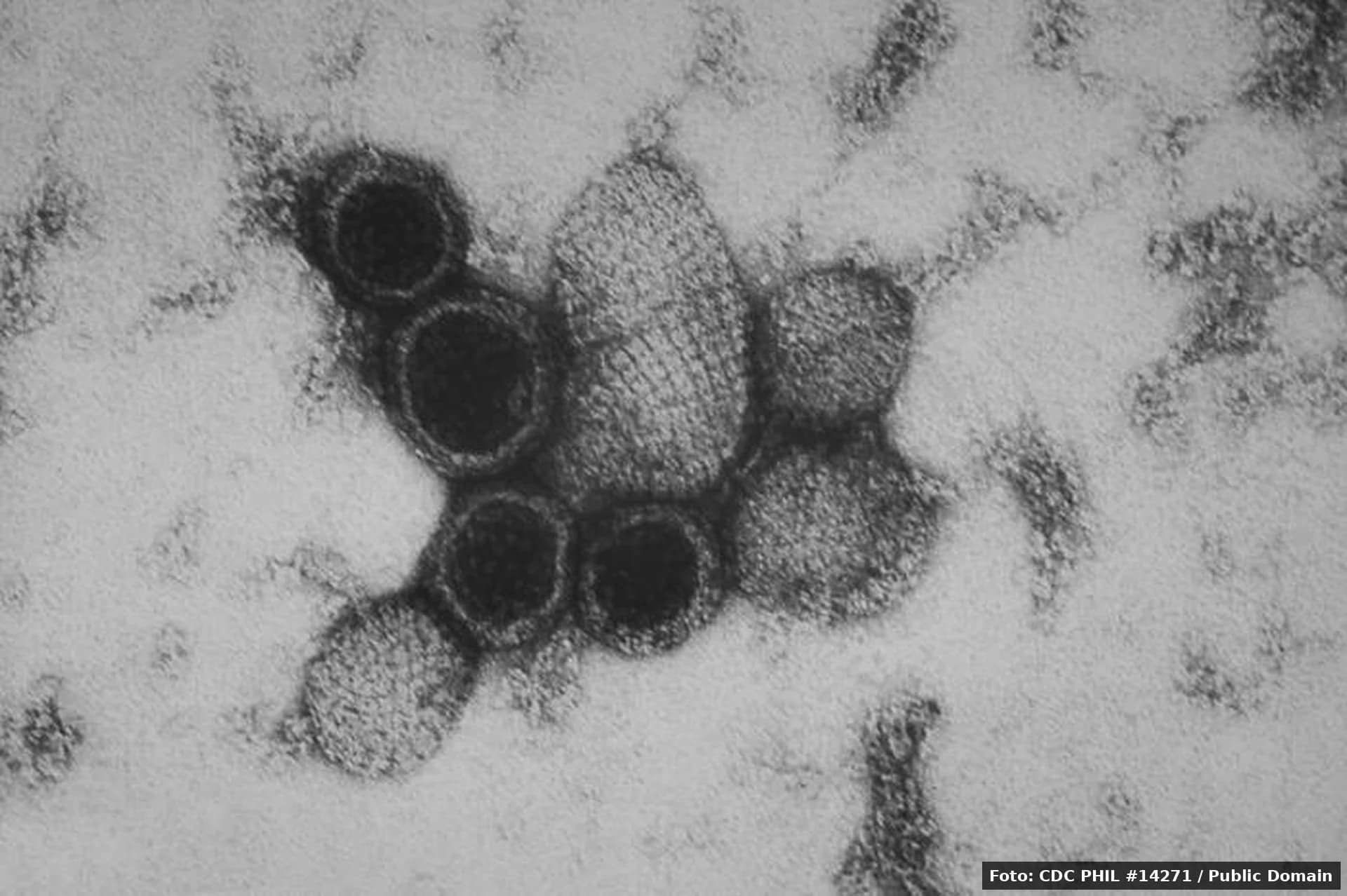 Originea virusului. Cum a urcat Andes virus din Patagonia la bordul navei olandeze