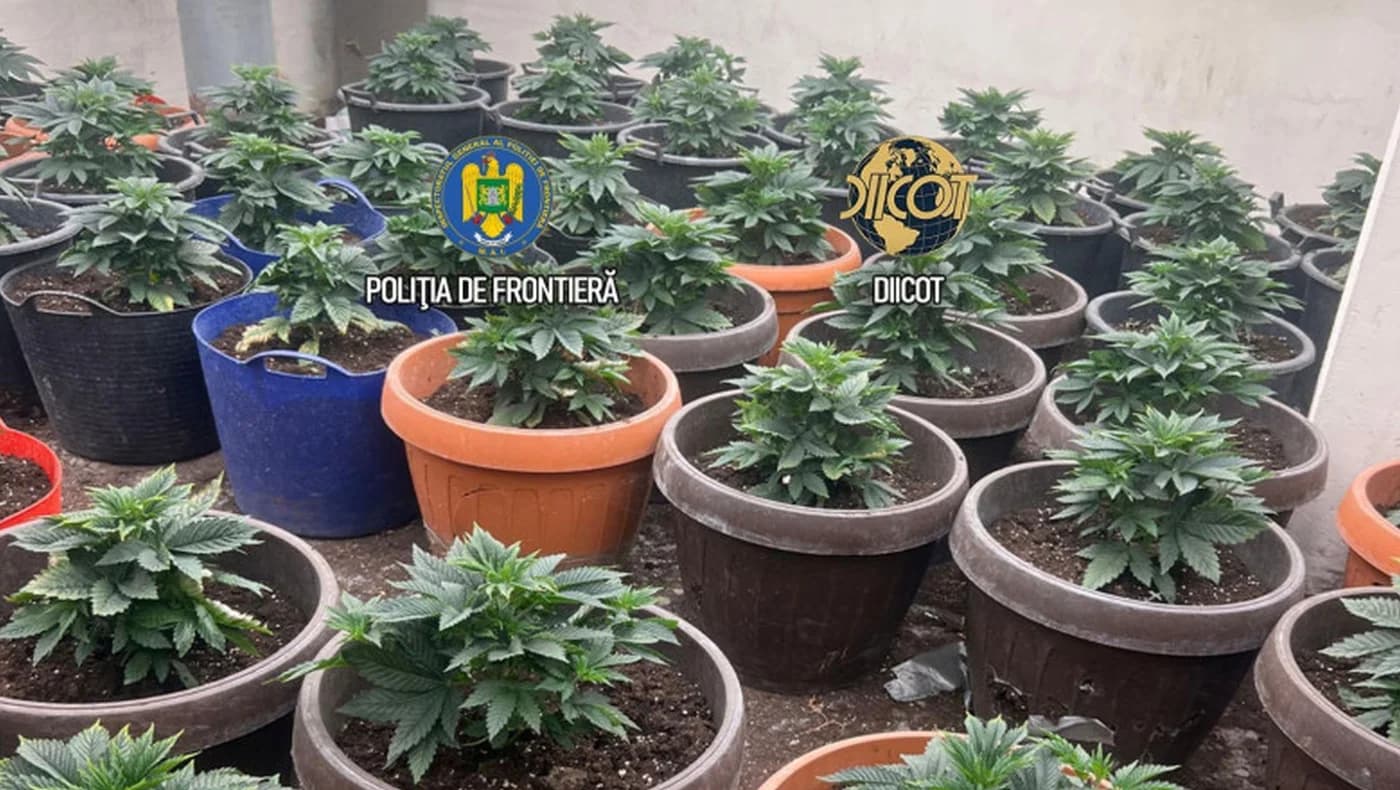 Cultură de canabis lângă Capitală, descoperită de DIICOT