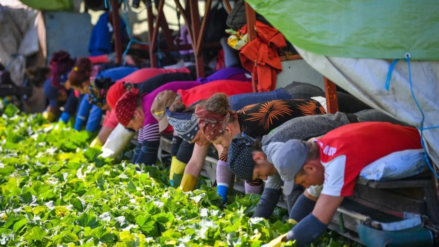 Românii din Spania se împuținează și schimbă piața muncii