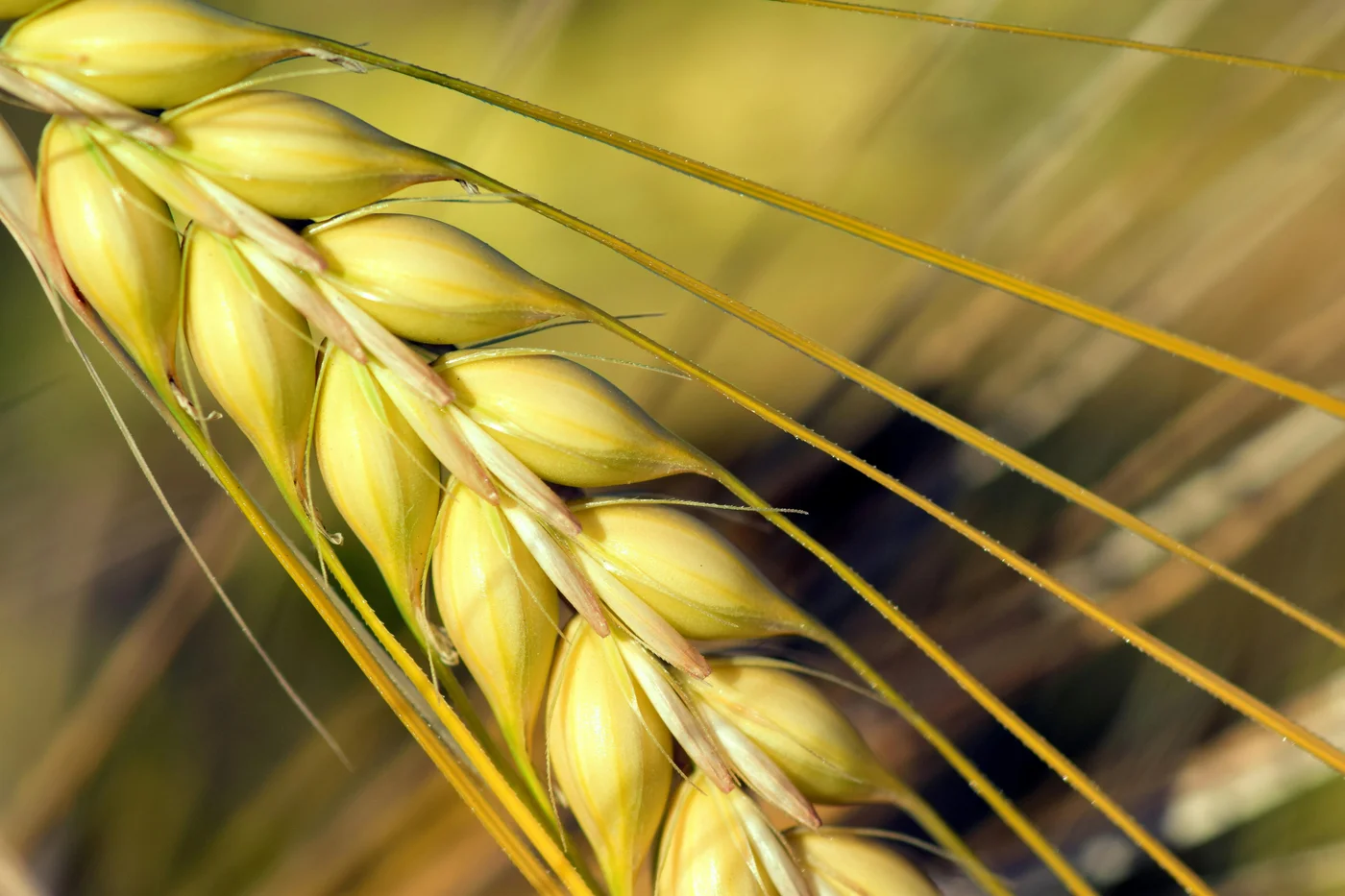 Fermierii români au producții record la grâu, dar prețul apasă