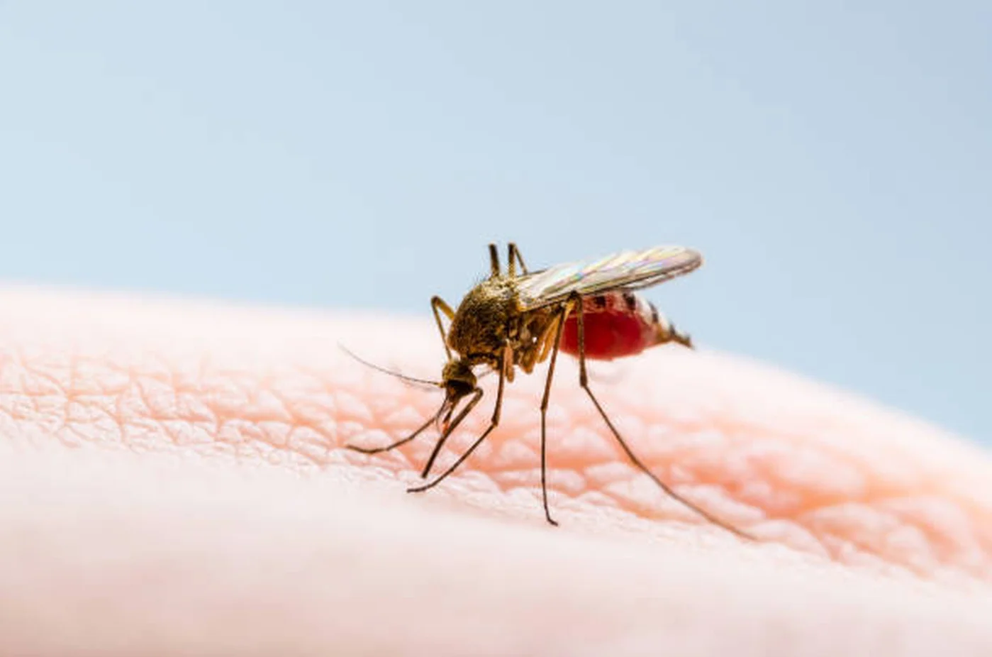 Trei cazuri de West Nile și un deces în iulie