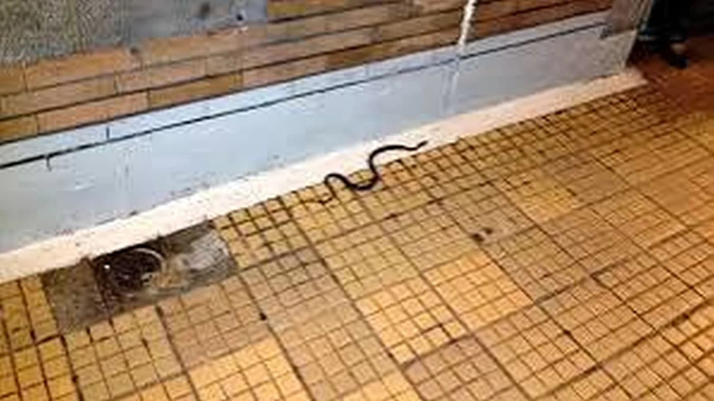 Un șarpe la metrou: a fost filmat între Mihai Bravu și Timpuri Noi