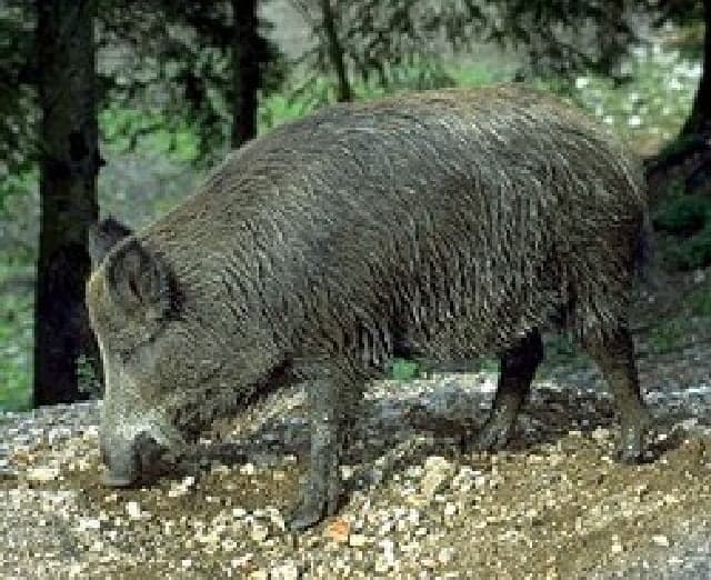 Doi porci mistreti in curtea Spitalului Fundeni