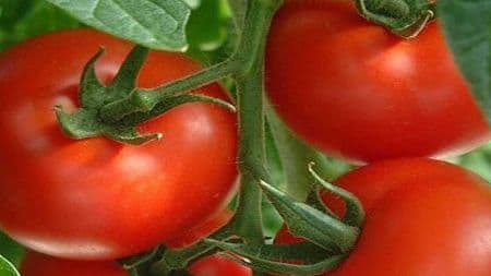 tomate 1