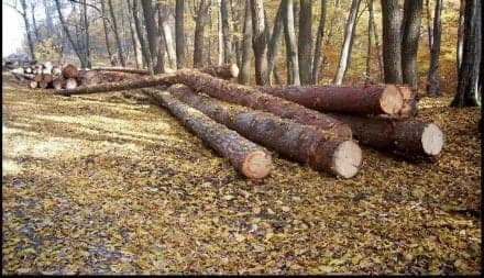 copaci taiati ilegal