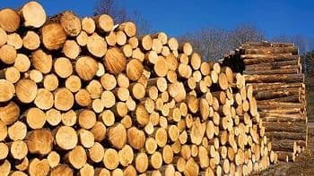Percheziții, investigații și 400 de metri cubi de lemn indisponibilizați la Buzău