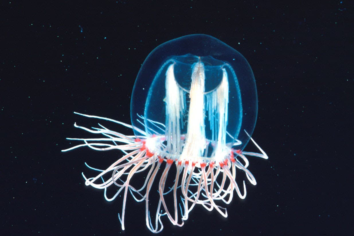 Turritopsis-Nutricula