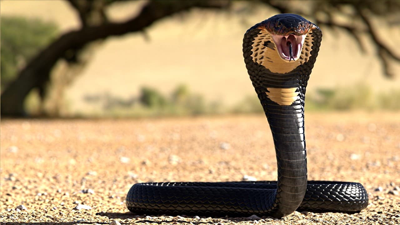 cobra-regala
