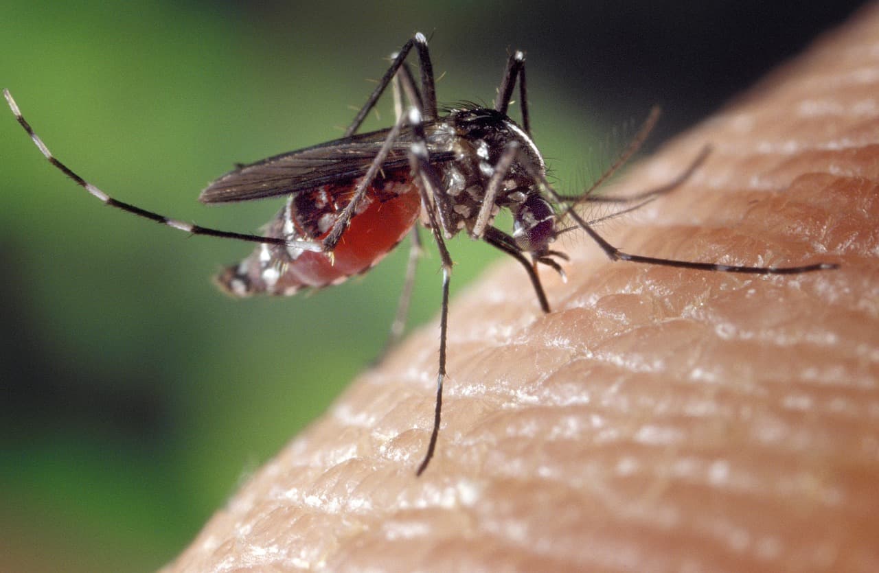 tantar