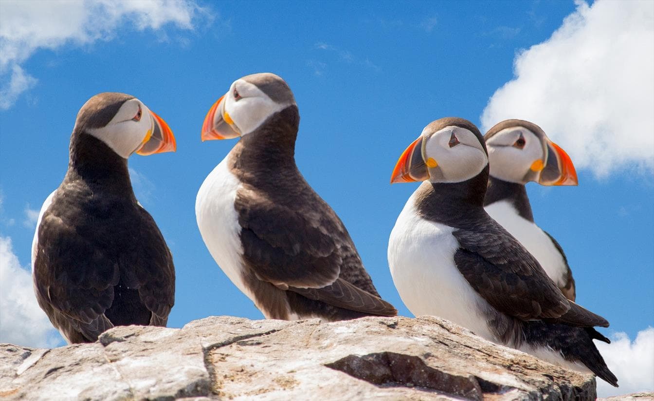 Puffins1