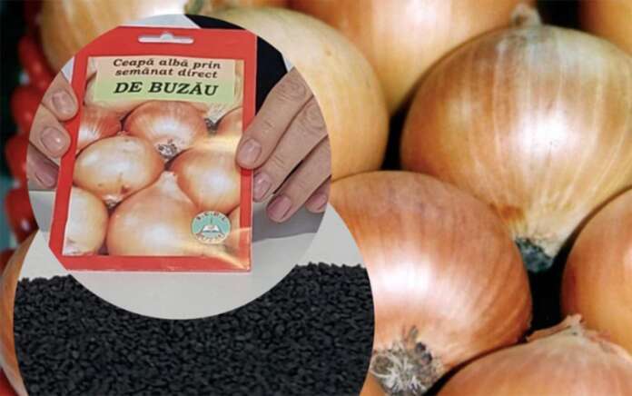 Ceapa Alba De Buzau 696x436