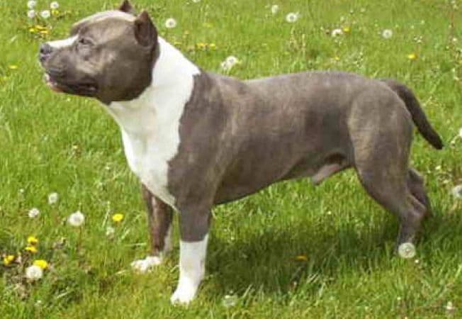 American Staffordshire Terrier