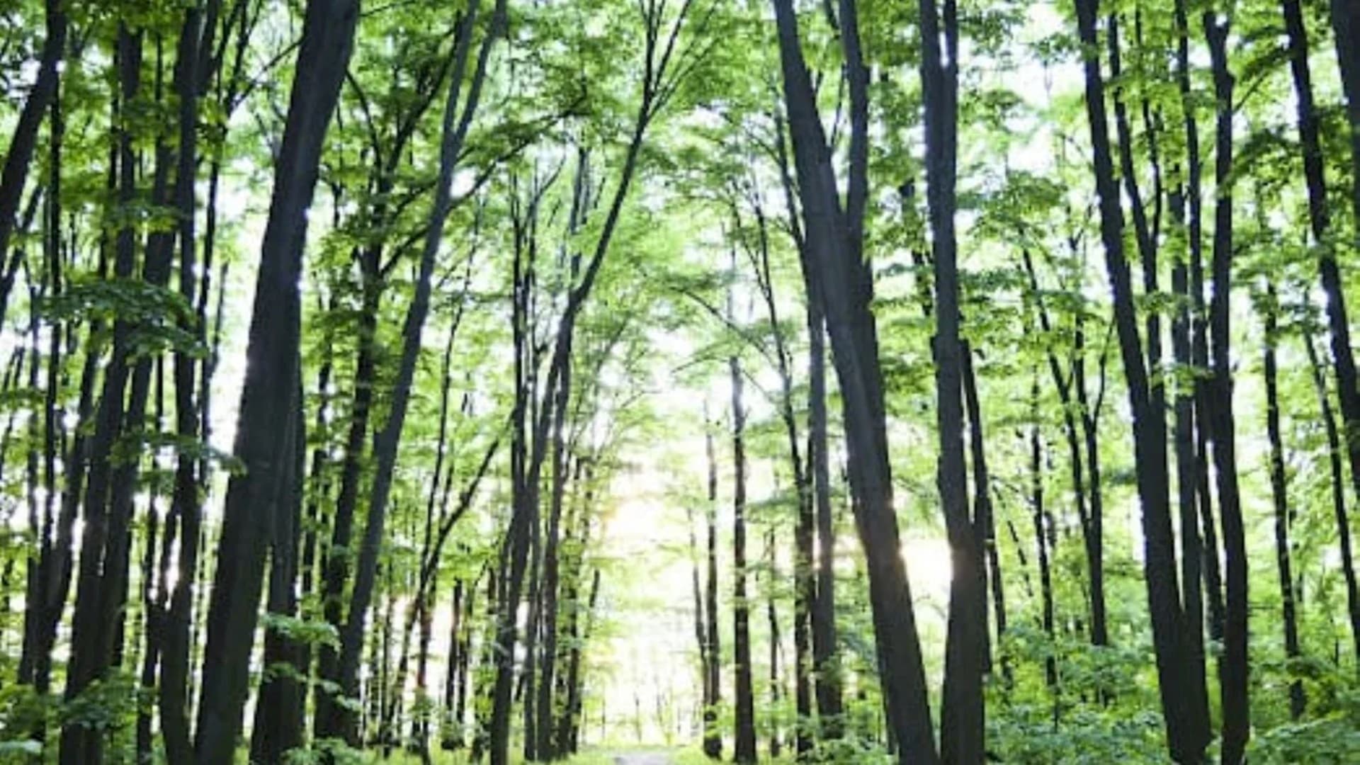 Centura Verde Bucuresti Ilfov