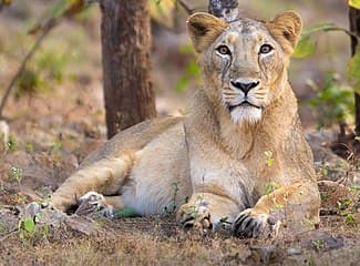 leoaica