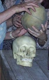 cranii