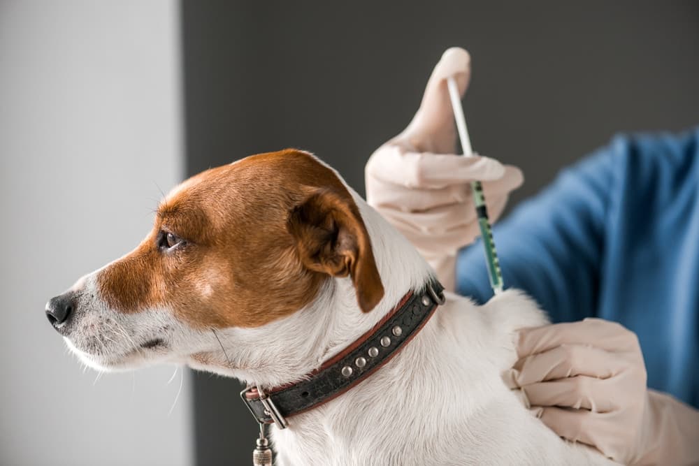 Vaccinul antirabic este obligatoriu anual pentru câini, pisici și dihori
