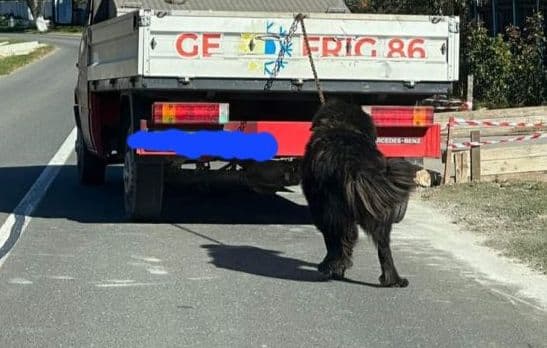 Catel tras de masina