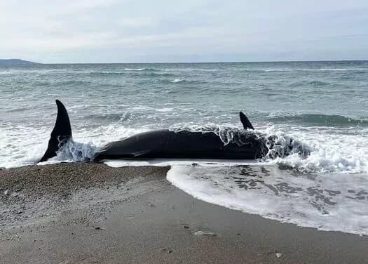 Tragedie ecologică în Australia: Peste 150 de balene eșuate pe o plajă izolată din Tasmania — Natură
