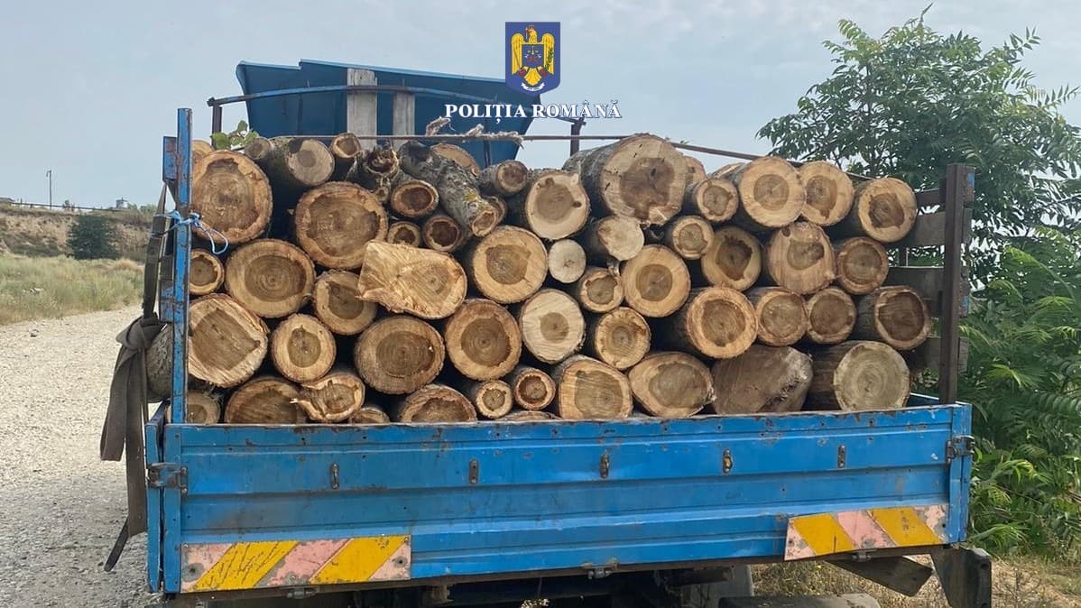 Patru indivizi din Albeștii de Argeș, sancționați pentru încălcarea legislației silvice — Societate