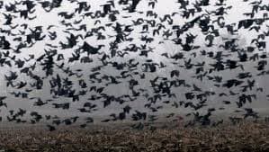 Invazie de ciori într-un parc din Cluj-Napoca – locuitorii sunt disperați — Natură