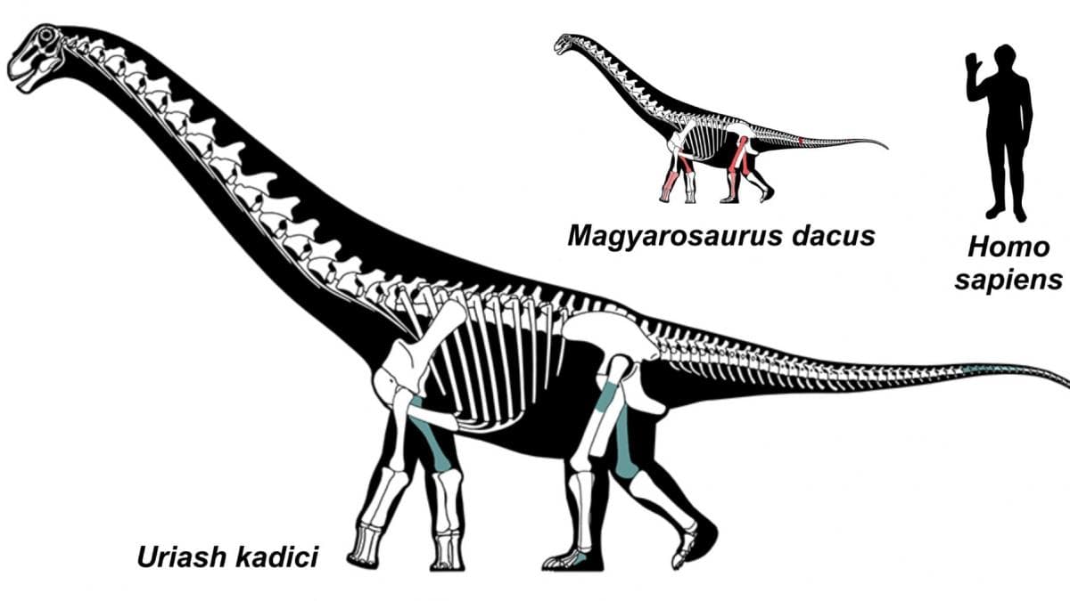dinozauri Romania