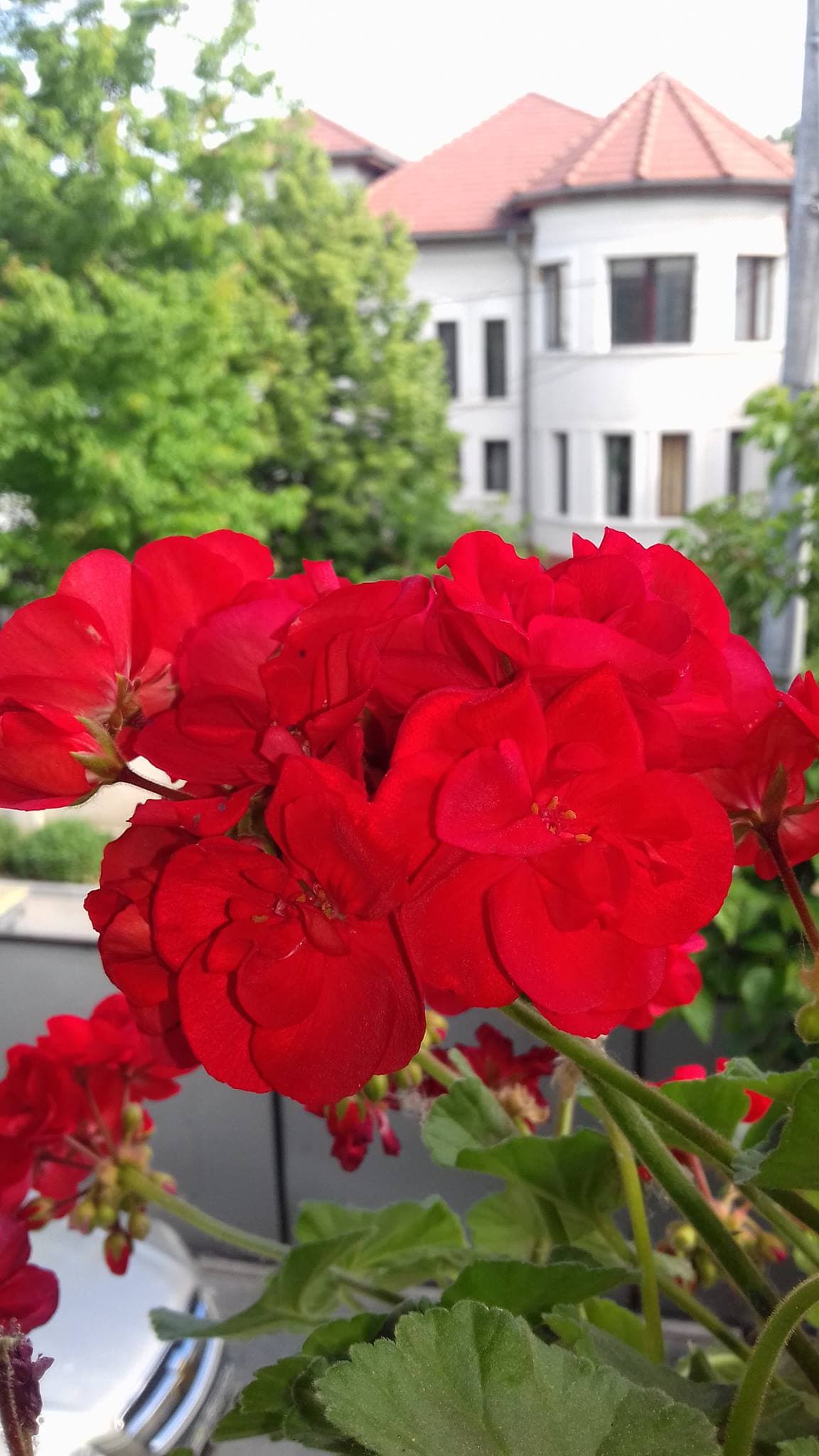 Mușcata Planta