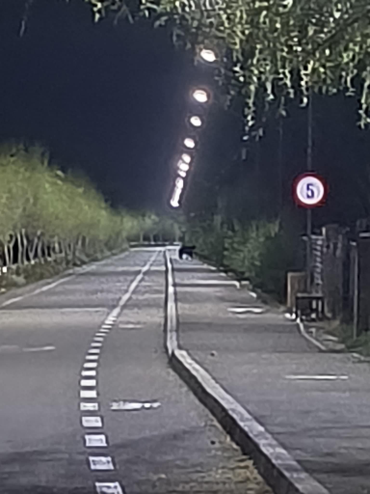 Alertă în Berca: Urs semnalat pe faleză, populația avertizată prin RO-ALERT