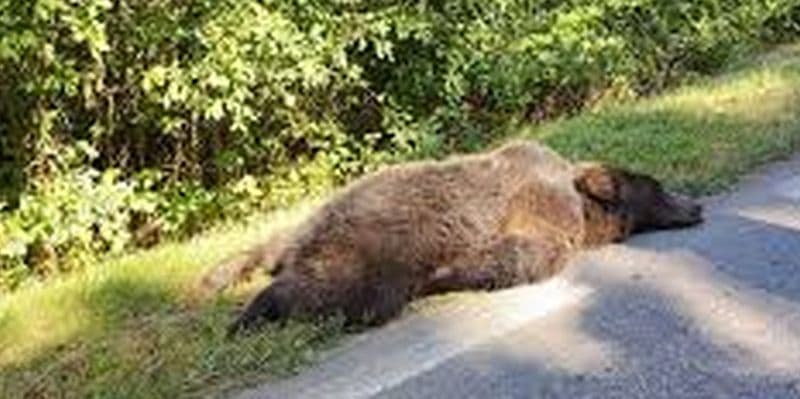 Un urs a murit lovit de două mașini pe DN1, în județul Sibiu — Natură