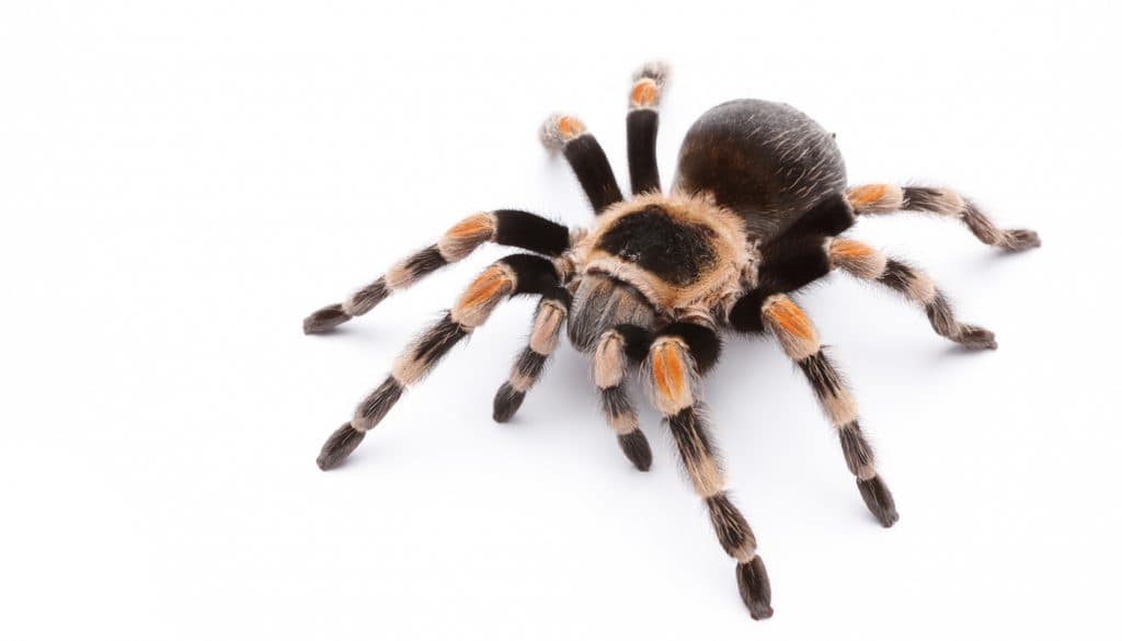 Germania: 1.500 de tarantule descoperite de vameși în cutii de prăjituri cu ciocolată, într-un colet — Societate