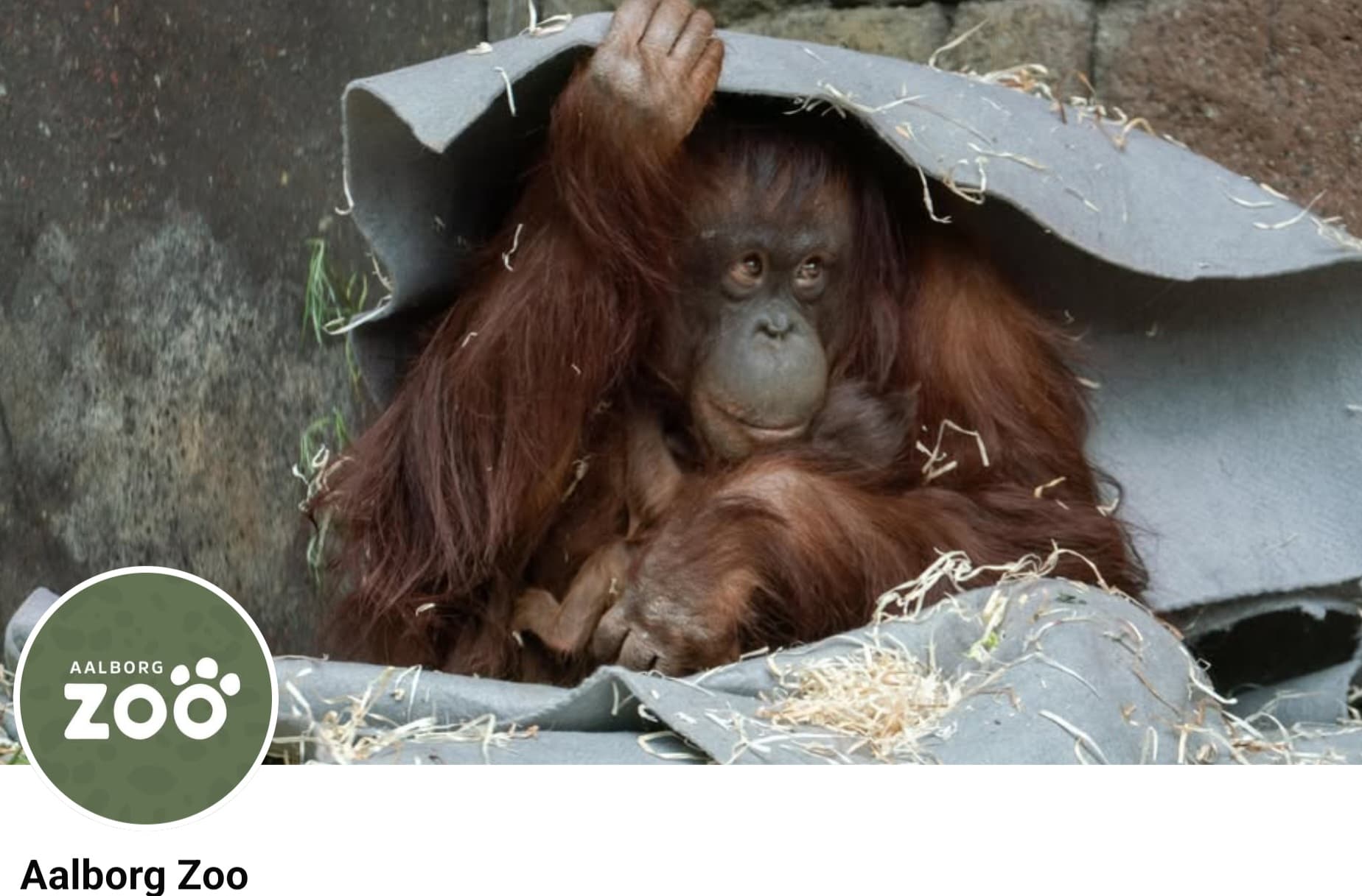 INCREDIBIL: Grădina Zoologică din Aalborg transformă iepurași și cobai în hrană pentru prădători: „Donează-ți animalul de companie, îl vom eutanasia cu grijă”