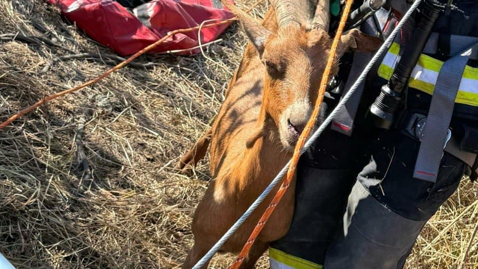Capră salvată de pompierii din Giurgiu după ce a căzut într-o fântână adâncă de 20 de metri