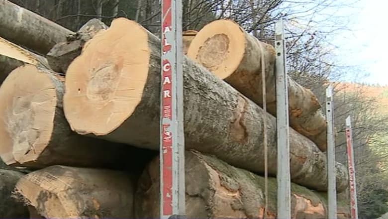 8,4 metri cubi de lemn confiscați în Giurgiu. Amenzi de 12.000 de lei aplicate — Natură