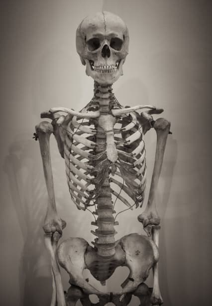 human-skeleton-1570009682Jvh